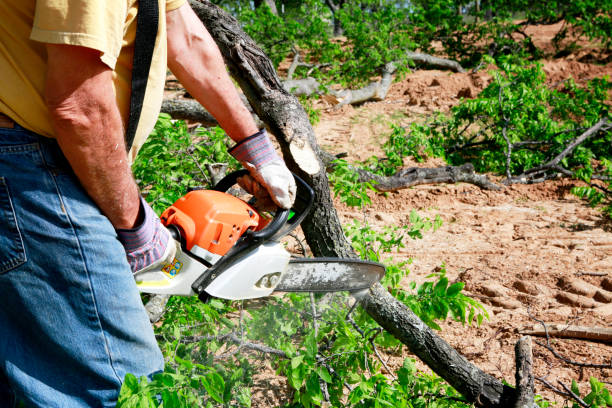 Lawn Pest Prevention in Wilton Center, CT